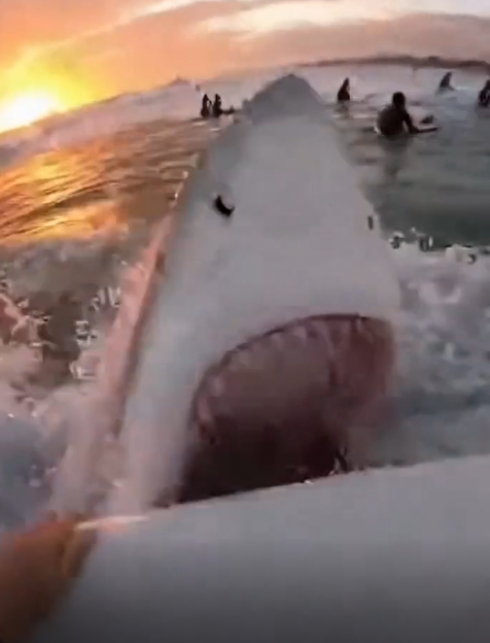 Australia, surfista attaccato da uno squalo tigre che azzanna la tavola e lo ferisce alla mano &ndash; Il video