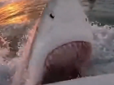 Australia, surfista attaccato da uno squalo tigre che azzanna la tavola e lo ferisce alla mano &ndash; Il video