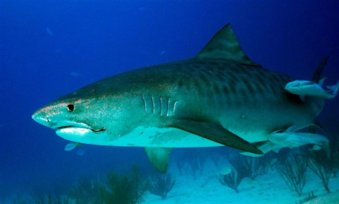 Dati preoccupanti. A causa del riscaldamento del mare nell'Adriatico stanno arrivando nuove specie di squali