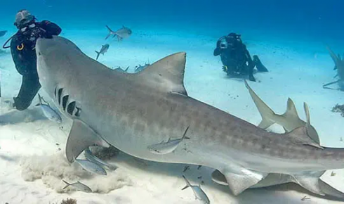Australia: squalo tigre ferisce subacqueo. E’ il secondo attacco in Australia questa settimana