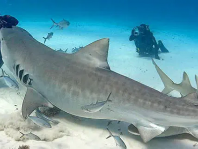 Australia: squalo tigre ferisce subacqueo. E’ il secondo attacco in Australia questa settimana