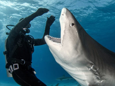 Fotogramma dopo fotogramma, il momento in cui uno squalo tigre ingoia una... macchina fotografica