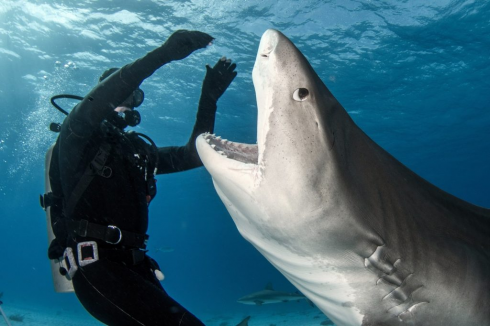 Fotogramma dopo fotogramma, il momento in cui uno squalo tigre ingoia una... macchina fotografica