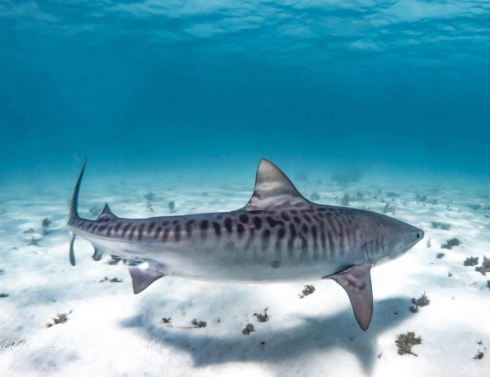 Resti umani nello stomaco di uno squalo tigre catturato alle Reunion. 