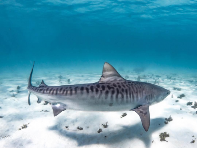 Resti umani nello stomaco di uno squalo tigre catturato alle Reunion. 
