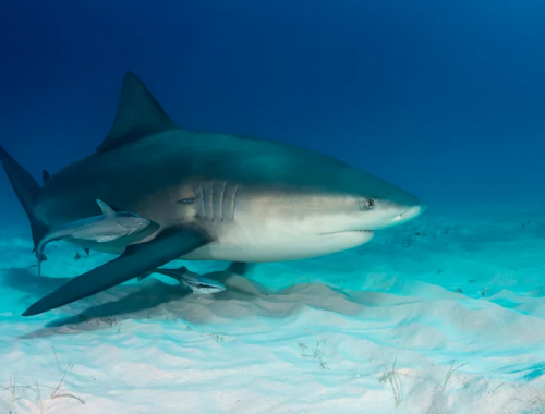 Subacqueo sopravvive all'attacco di uno squalo al largo di Pensacola in Florida