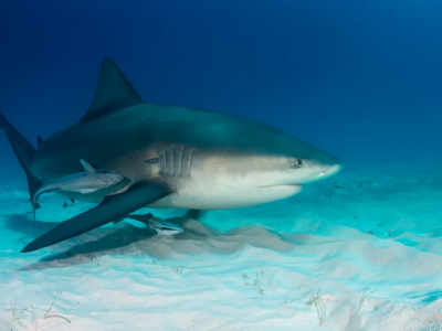 Subacqueo sopravvive all'attacco di uno squalo al largo di Pensacola in Florida