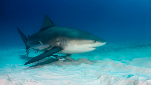 Subacqueo sopravvive all'attacco di uno squalo al largo di Pensacola in Florida