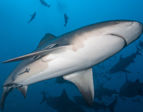 Un grande squalo toro uccide una donna e ferisce un uomo in un unico attacco in Australia