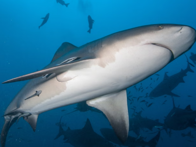Un grande squalo toro uccide una donna e ferisce un uomo in un unico attacco in Australia