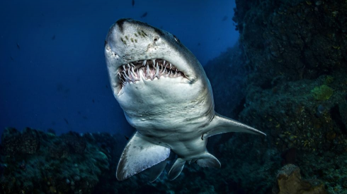 Grande squalo toro avvistato nella famosa località balneare di Sydney – Il video