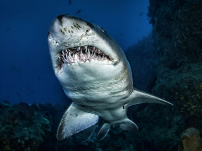 Grande squalo toro avvistato nella famosa località balneare di Sydney – Il video