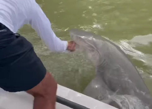 Florida: squalo toro attacca il pescatore e lo trascina in mare - Il video è mozzafiato