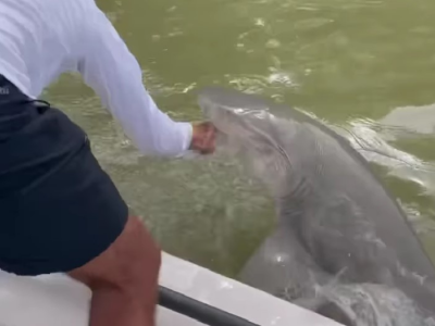 Florida: squalo toro attacca il pescatore e lo trascina in mare - Il video è mozzafiato