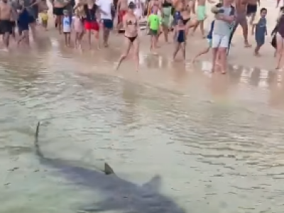 Australia, avvistamento choc: uno squalo tigre di oltre due metri nuota a riva tra i bagnanti. 