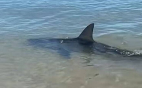 Uno squalo si avvicina alla spiaggia dei Pirenei orientali, evacuati i bagnanti - VIDEO