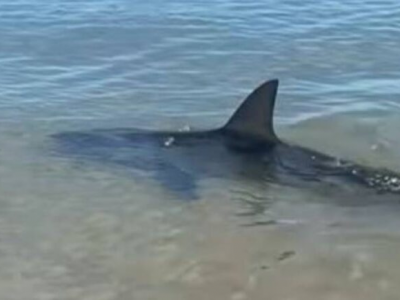 Uno squalo si avvicina alla spiaggia dei Pirenei orientali, evacuati i bagnanti - VIDEO