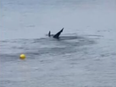 Tirreno, avvistato un esemplare di squalo volpe a riva di Punta Ala in Maremma Toscana – (Video)