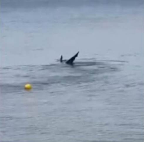 Tirreno, avvistato un esemplare di squalo volpe a riva di Punta Ala in Maremma Toscana – (Video)
