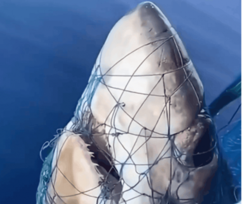 Squalo volpe lungo "occhiogrosso" catturato a 300 metri dalla costa nel Golfo di Ognina in Sicilia