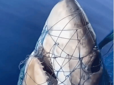 Squalo volpe lungo "occhiogrosso" catturato a 300 metri dalla costa nel Golfo di Ognina in Sicilia