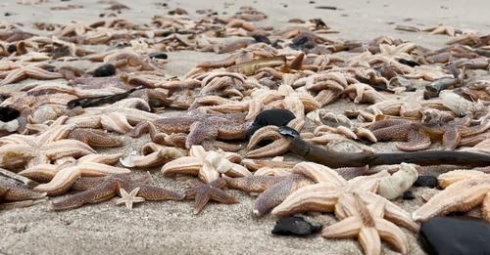 Migliaia di stelle marine trovate spiaggiate lungo la costa del Mare del Nord e del Mar Baltico – Il video