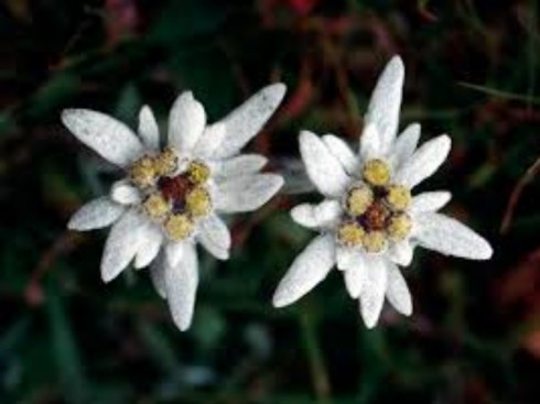 stelle alpine stelle alpine
