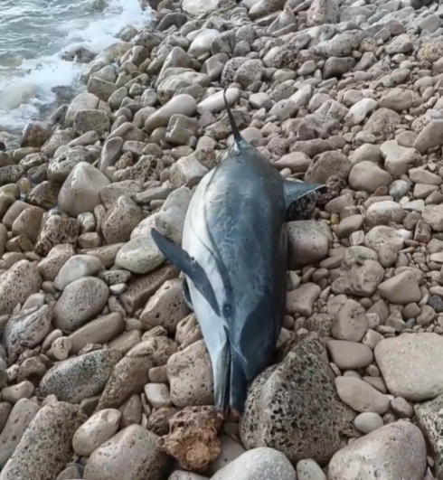 Delfino spiaggiato sul litorale di Torre Vado nel Salento. Il video
