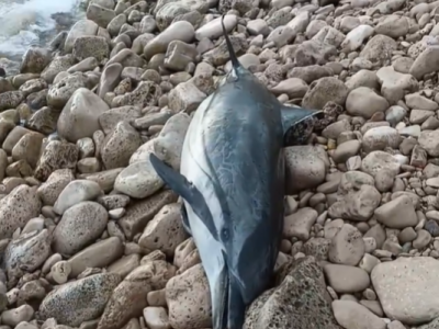 Delfino spiaggiato sul litorale di Torre Vado nel Salento. Il video