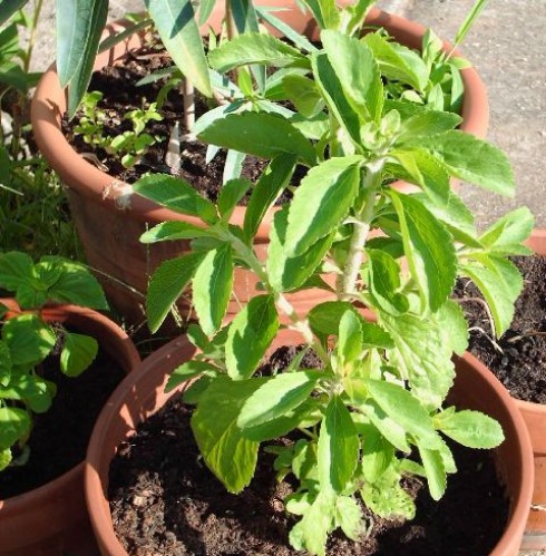 stevia rebaudiana stevia rebaudiana