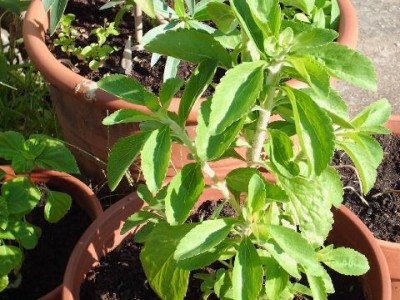 stevia rebaudiana