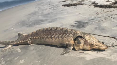 Un raro storione preistorico dell'Atlantico è stato ritrovato sulla costa della Carolina del Sud, negli Stati Uniti