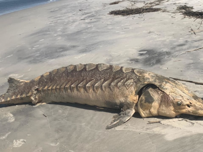 Un raro storione preistorico dell'Atlantico è stato ritrovato sulla costa della Carolina del Sud, negli Stati Uniti