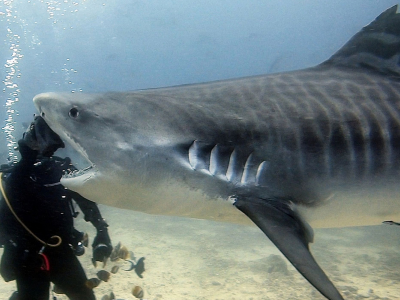 Subacqueo messicano sopravvive all'attacco di uno squalo all'isola di Cocos in Costa Rica