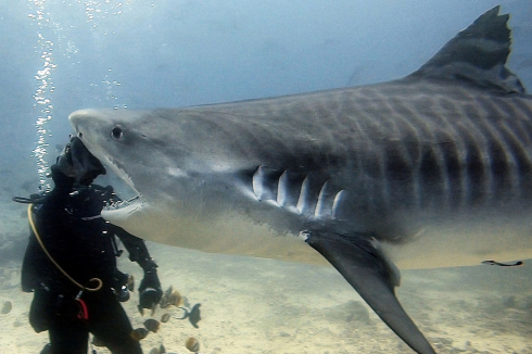 Subacqueo messicano sopravvive all'attacco di uno squalo all'isola di Cocos in Costa Rica