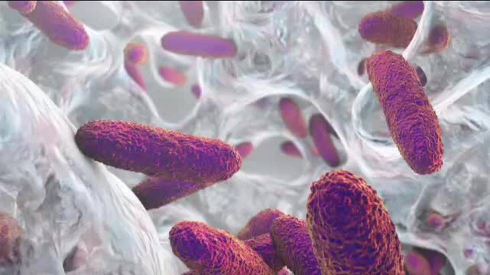 Resistenza batterica agli antibiotici sta aumentando a causa dell’uso intensivo di questi medicinali negli allevamenti dei maiali