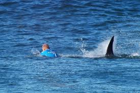 Surfista di 16 anni attaccato e ferito da uno squalo