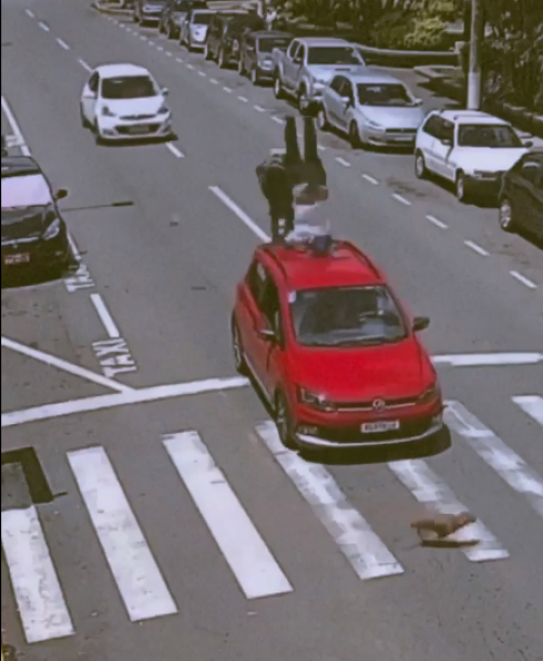 Tampona in scooter un'auto ferma per far passare un cane sulle strisce – Il video