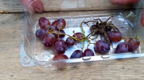 Paesi Bassi: trovata tarantola in un grappolo d'uva