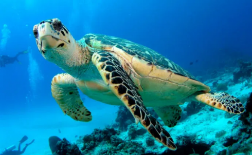 Scienziati trovano per la prima volta la plastica nei muscoli delle tartarughe marine 
