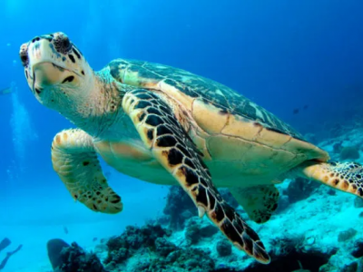Scienziati trovano per la prima volta la plastica nei muscoli delle tartarughe marine 