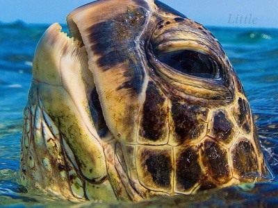 Strage di tartarughe marine per il freddo a Cape Cod.