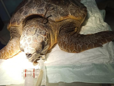 Crudeltà sugli animali: tartaruga marina sopravvive con una fiocina da un metro conficcata nel collo