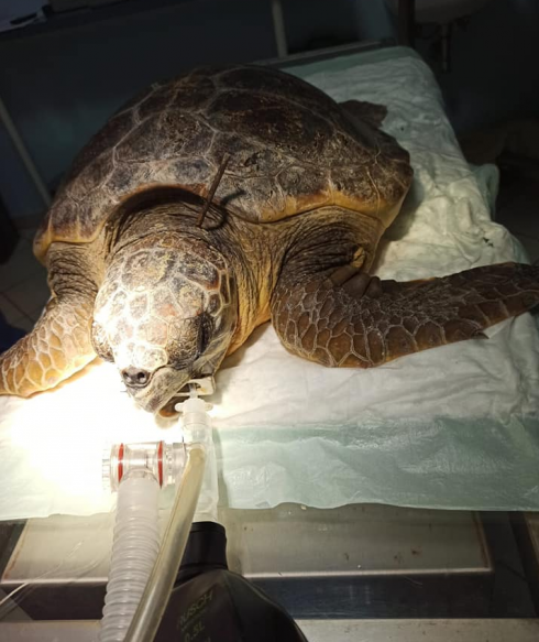 Crudeltà sugli animali: tartaruga marina sopravvive con una fiocina da un metro conficcata nel collo