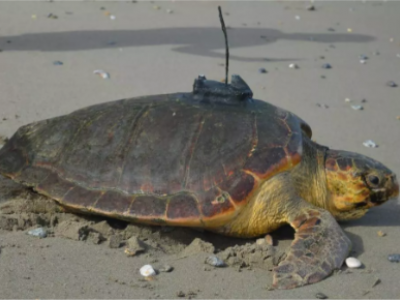 L'incredibile viaggio di Diana, la tartaruga marina che ha viaggiato da Ceuta, nel Nordafrica, ai Caraibi