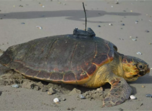 L'incredibile viaggio di Diana, la tartaruga marina che ha viaggiato da Ceuta, nel Nordafrica, ai Caraibi