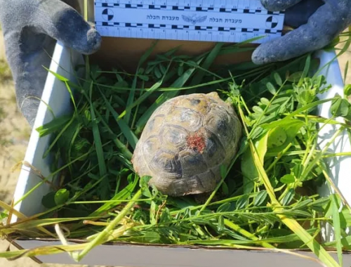La polizia israeliana salva una tartaruga colpita da un frammento di missile iraniano