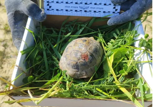 La polizia israeliana salva una tartaruga colpita da un frammento di missile iraniano