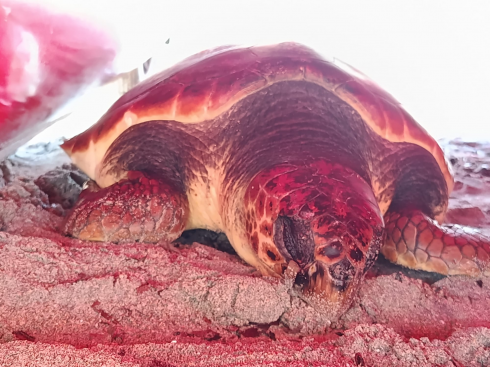 Tartaruga marina caretta caretta alla deriva a pochi metri dal bagnasciuga San Cataldo in Puglia: "Era in fin di vita, ma &egrave; morta poco dopo"