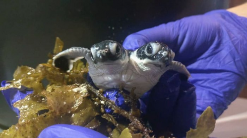 Ambientalisti della Malesia scoprono la tartaruga con due teste